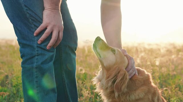 Owner stroking red dog, sunset during hike. Dog get caress from owner. Man strokes dog spaniel with hand, outdoors. Closeup dog sitting next its owner. Concept human animal friendship. Owner loves pet