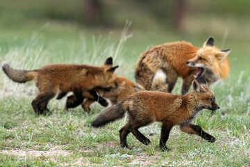 Red Fox family