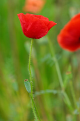 Fototapeta premium 赤いポピーの花