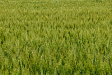 風に揺れる実った麦の穂