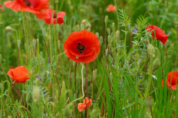 赤いポピーの花とミツバチ
