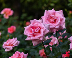 東京散歩　満開の薔薇　汐留あたり