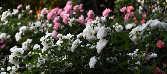 東京散歩　満開の薔薇　汐留あたり