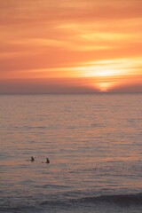 Surfer silhouette in pacific ocean during gorgeous beautiful pink orange yellow sunset golden hour in pacific beach san diego california