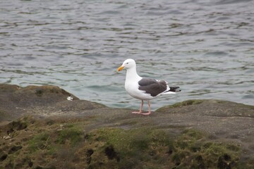 Seagull in la jolla cove san diego california by water