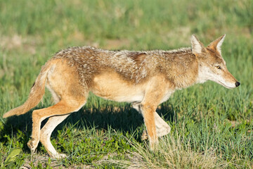 Coyote - Colorado