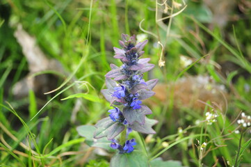 Close-Up of Vibrant Purple Wildflower in Natural Habitat