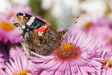 Der Schmetterling Admiral (Vanessa atalanta) auf einer Gartenform der Raublatt-Aster (Symphyotrichum novae-angliae) mit rosa Strahlenblüten.
