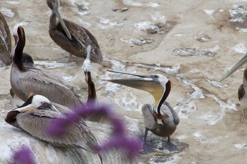California brown pelicans in la jolla cove san diego california
