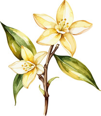 Hand drawn watercolor painting of a vanilla beans and flowers on vanilla plant on tree isolated on transparent background