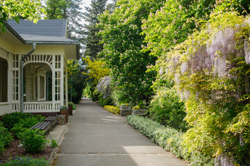 Poznan botanical garden with blossoming yellow and violet wisteria in spring