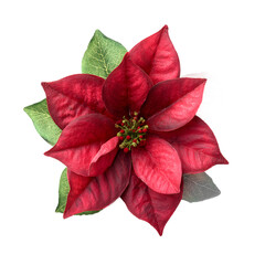 Vibrant Red Poinsettia Flower Christmas Bloom Close-Up