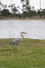 Grey heron bird in natural habitat in san diego california  profile view close up
