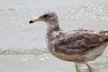 American Herring Gull Western California Gull close up in ocean water at torrey pines San Diego California