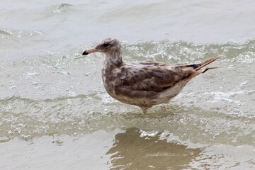 American Herring Gull Western California Gull close up in ocean water at torrey pines San Diego California