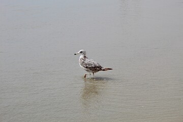 American Herring Gull Western Gull walking in ocean wet sand in torrey pines San Diego California