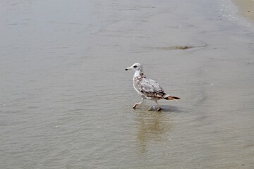 American Herring Gull Western Gull walking in ocean wet sand in torrey pines San Diego California