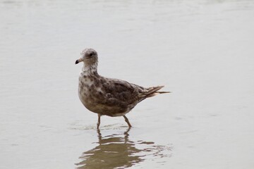American Herring Gull Western Gull walking in ocean wet sand in torrey pines San Diego California