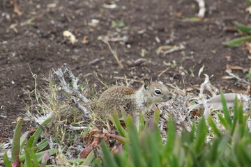 Squirrels in foliage by ocean in la jolla cove san diego california