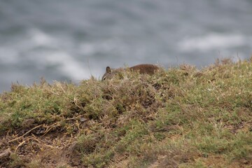 Squirrels in foliage by ocean in la jolla cove san diego california