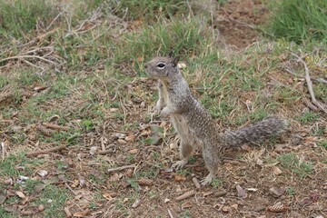 Fototapeta premium Squirrels in foliage by ocean in la jolla cove san diego california