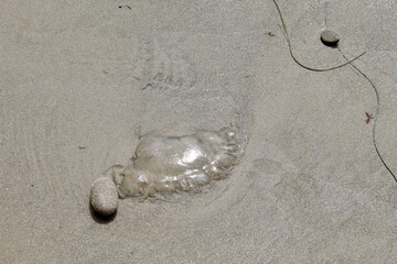 Washed up egg sacs of moon snail or hydrozoan species Velella velella, jellyfish blob on sand in san diego california