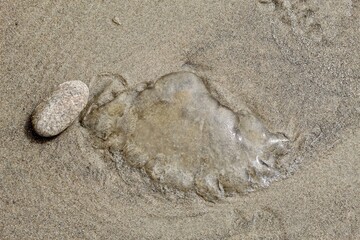 Washed up egg sacs of moon snail or hydrozoan species Velella velella, jellyfish blob on sand in san diego california