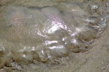 Washed up egg sacs of moon snail or hydrozoan species Velella velella, jellyfish blob on sand in san diego california
