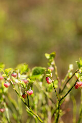 Blueberry blossoms on delicate green stem, soft light, blurred spring background, close up of natural flower detail, organic garden moment, perfect for botanical design, eco branding, floral photo