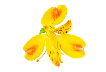 yellow alstroemeria flower isolated on white background