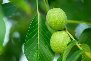 Unripe walnuts on a tree branch close up. A branch of a common walnut tree with two nuts still...