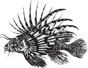 fish as an illustrator doc