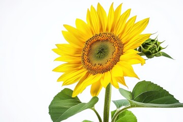 Close up of a vibrant yellow sunflower with green leaves and a bud on a white background