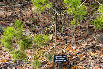 A black metal sign with white text, Gymnostoma Australinum Daintree Pine, in front of a small green...