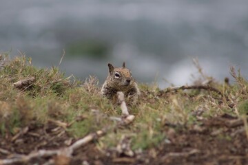 Chubby California Ground Squirrel close up close up at La Jolla Cove San Diego California with ocean in background