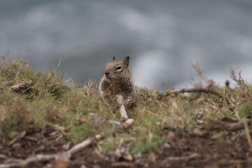 Chubby California Ground Squirrel close up close up at La Jolla Cove San Diego California with ocean in background