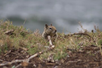 Fototapeta premium Chubby California Ground Squirrel close up close up at La Jolla Cove San Diego California with ocean in background