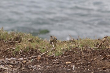 Chubby California Ground Squirrel close up close up at La Jolla Cove San Diego California with ocean in background