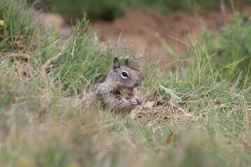 Chubby California Ground Squirrel close up close up at La Jolla Cove San Diego California with...