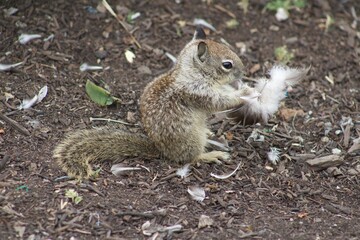California Ground Squirrel eating leftover bird carcass meat close up at La Jolla Cove San Diego...