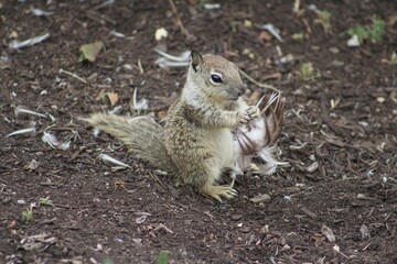 Fototapeta premium California Ground Squirrel eating leftover bird carcass meat close up at La Jolla Cove San Diego California