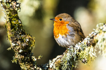 European Robin, Erithacus rubecula, bird on branch in forest