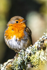 European Robin, Erithacus rubecula, bird on branch in forest