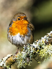 European Robin, Erithacus rubecula, bird on branch in forest