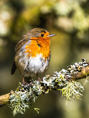 European Robin, Erithacus rubecula, bird on branch in forest