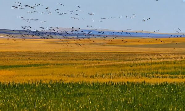 Grassland and birds with blue sky, in Bayingol Mongolian Autonomous Prefecture, xinjiang, China.