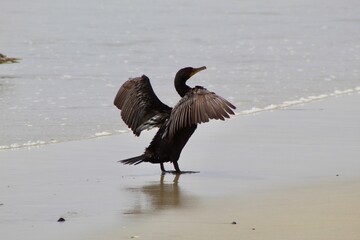 Green eyed cormorant spreading its wings profile view with ocean in back at Torrey Pines State reserve san diego california