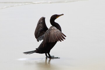 Obraz premium Green eyed cormorant spreading its wings profile view with ocean in back at Torrey Pines State reserve san diego california