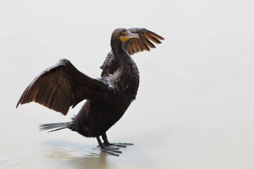 Green eyed cormorant spreading its wings profile view with ocean in back at Torrey Pines State...