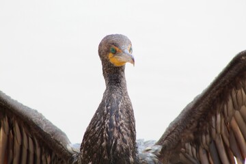 Green eyed cormorant spreading its wings profile view with ocean in back at Torrey Pines State...